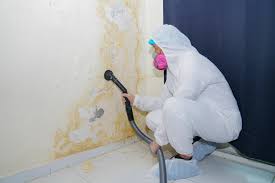 Best Environmental Consulting for Mold Prevention in USA